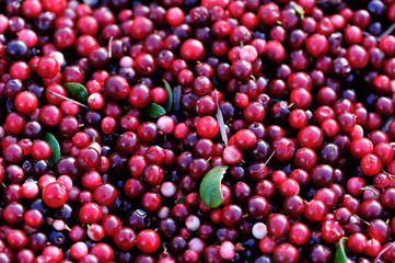 closeup of fresh picked ripe red cranberries