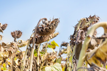 Sunflower field ready for harvest in early autumn. Blue sky background