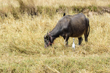 Water buffalo with a Black drongo on its back and an intermediate egret eating grasses in the field , Thailand