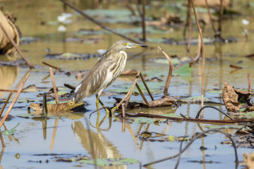 Chinese pond heron in the swamp , Buriram , Thailand