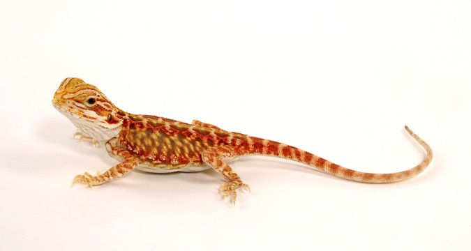 Bartagame (Pogona vitticeps) - bearded dragon / Cawley Super Red Hypo Leather