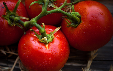 Red ripe tomatoes on a branch