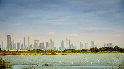 Fototapeta premium Ras al Khor Wildlife Sanctuary