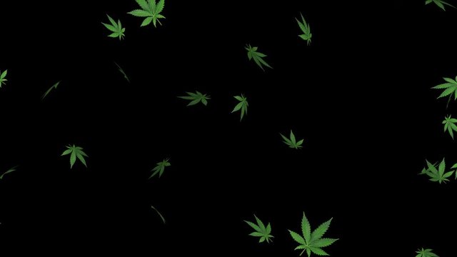 Marijuana leaf on black blackground - loop, 4K, alpha channel included
