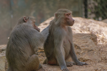 Monkeys