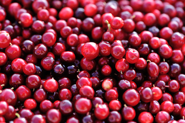 closeup of fresh picked ripe red cranberries