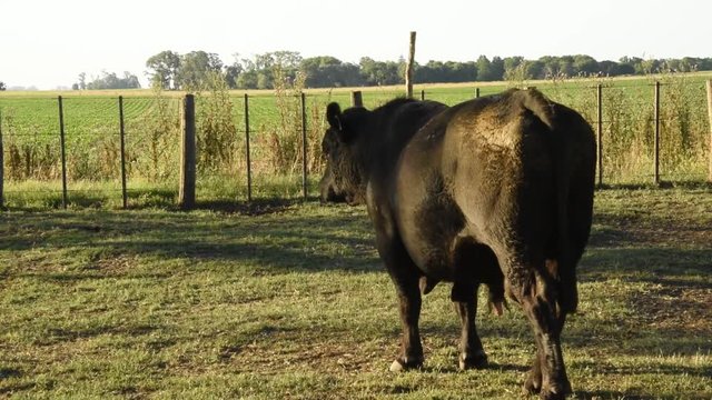 Toro Angus, en localidad de bragado, buenos Aires, Argentina