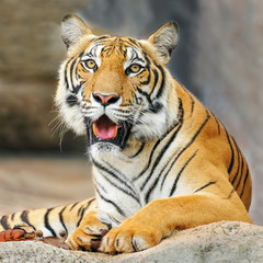 Fototapeta na wymiar Behavior of the tiger.