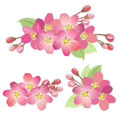 Apple tree blossoms. Set of hand drawn vector illustrations of blooming apple tree branches with buds, flowers and leaves on white background.