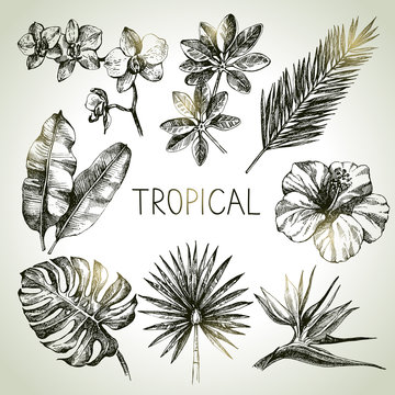 Hand drawn sketch tropical plants set. Vector illustrations