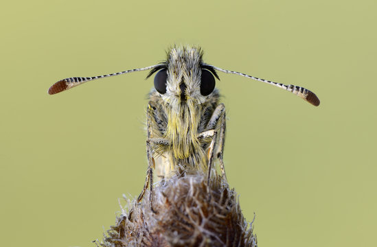 Portrait of grizzled skipper