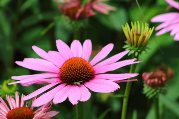Obraz premium purple coneflower (Echinacea purpurea)
