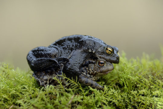 Two copulating Common toads