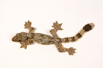 Kuhls Faltengecko (Ptychozoon kuhli) - Kuhl's flying gecko  - obrazy, fototapety, plakaty