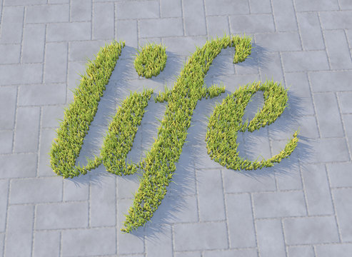 Grass growing on concrete, life