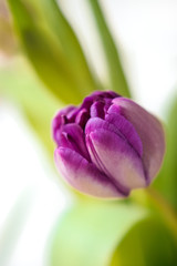 Close up macro shot with selective focus of freshly cut lilac tulip blossom with green stem and leaves on white background