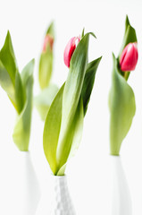 Close up macro shot of several freshly cut single red and pink tulips in white vases on on white background