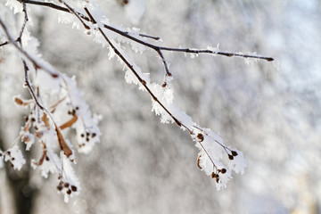 Branches in snow