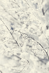 Branches in snow