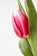 Close up macro shot with selective focus of freshly cut red and pink tulip blossom with green stem and leaves isolated on white background