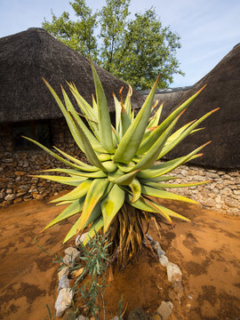 Namibia, Outjo, Ongava Wild Reservat, aloe, Aloe littoralis