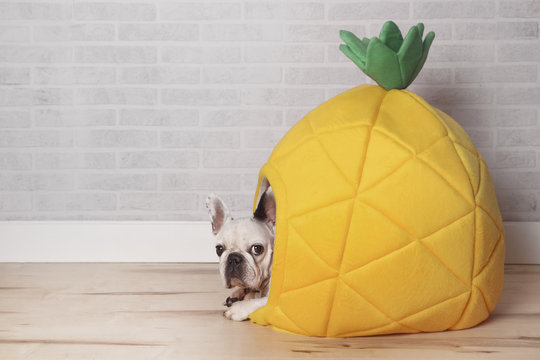 French bulldog lying in his bed shaped like pineapple