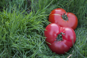 Healthy tomatoes heart shaped.