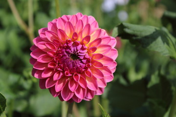pink dahlia flower pink suffusion