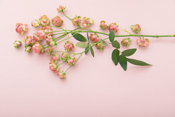 ピンクのミニバラ