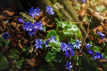 Spring flowers in the forest.