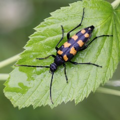 Four-banded longhorn beetle, Leptura quadrifasciata