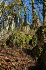 The woods in the spring.