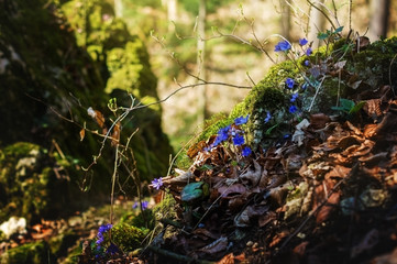 The woods in the spring.