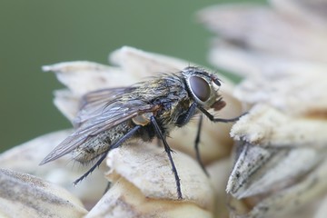 Cluster fly, also called attic fly, (Pollenia sp)