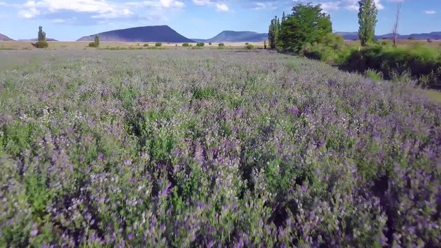 Aerial view over farm alfalfa lands in bloom