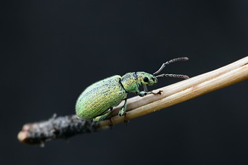 Metallic green leaf weevil