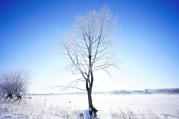 Fototapeta na wymiar 冬の白樺