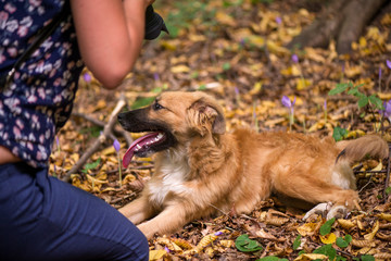 Fototapeta premium Happy dog laying on ground in forest and photographed by its owner during autumn. Colorful flowers and fallen leaves all around. 