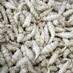 the Fresh Japanese crosne at the Borough market in London