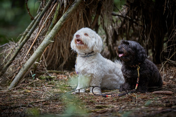 Two havanese dogs sitting waiting obedient with leashes in forest