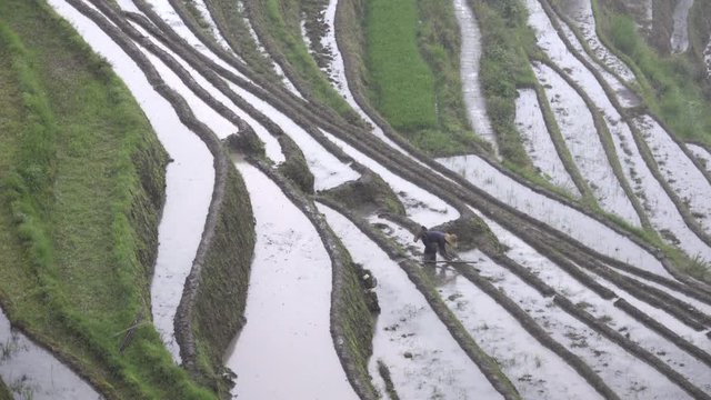 Zhuang rice farmer on a steep hill