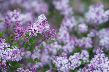 Obraz premium A beautiful bunch of lilac closeup. Bush Bloom. flowers in the garden.