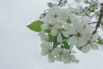 Flower of cherry in  blooming tree in orchard, in the spring