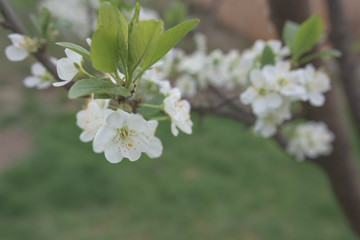 Cherry tree blooming in the orchard