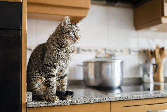 Tabby cat sitting on kitchen worktop