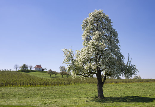 Germany, Bavaria, Wasserburg, Chapel of St. Antony in Selmnau, flowering pear tree