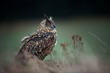 Bubo bubo. Owl in the natural environment. Wild nature. Autumn colors in the photo. Owl Photos.Owl. Photo is taken in the State Czech Republic.