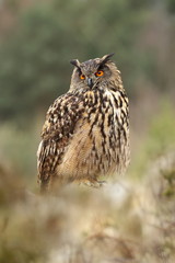 Bubo bubo. Owl in the natural environment. Wild nature. Autumn colors in the photo. Owl Photos.Owl. Photo is taken in the State Czech Republic.