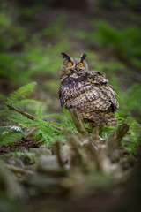 Bubo bubo. Owl in the natural environment. Wild nature. Autumn colors in the photo. Owl Photos.Owl. Photo is taken in the State Czech Republic.