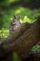 Bubo bubo. Owl in the natural environment. Wild nature. Autumn colors in the photo. Owl Photos.Owl. Photo is taken in the State Czech Republic.